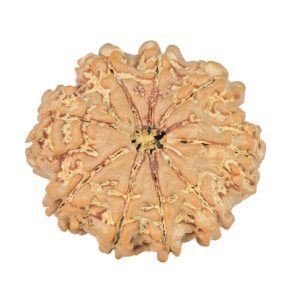 9 Mukhi Rudraksha 22.3mm 2.71gm