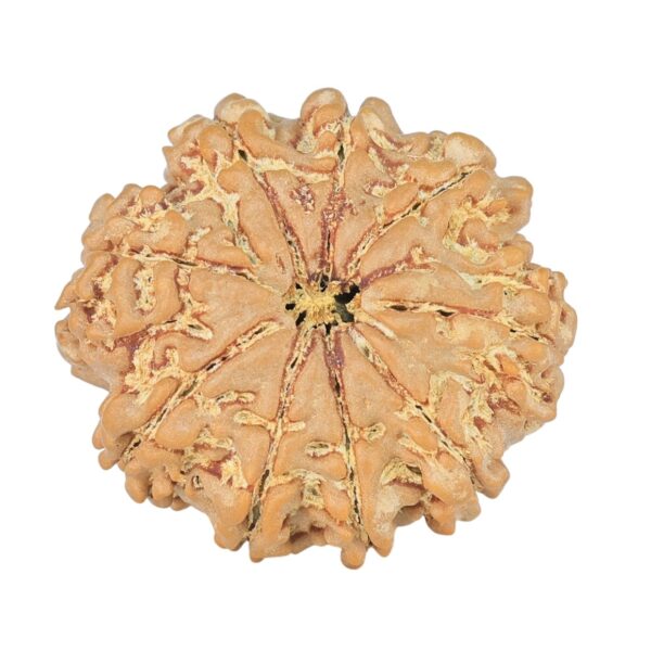 9 Mukhi Rudraksha 22.3mm 2.71gm - Rudraksha