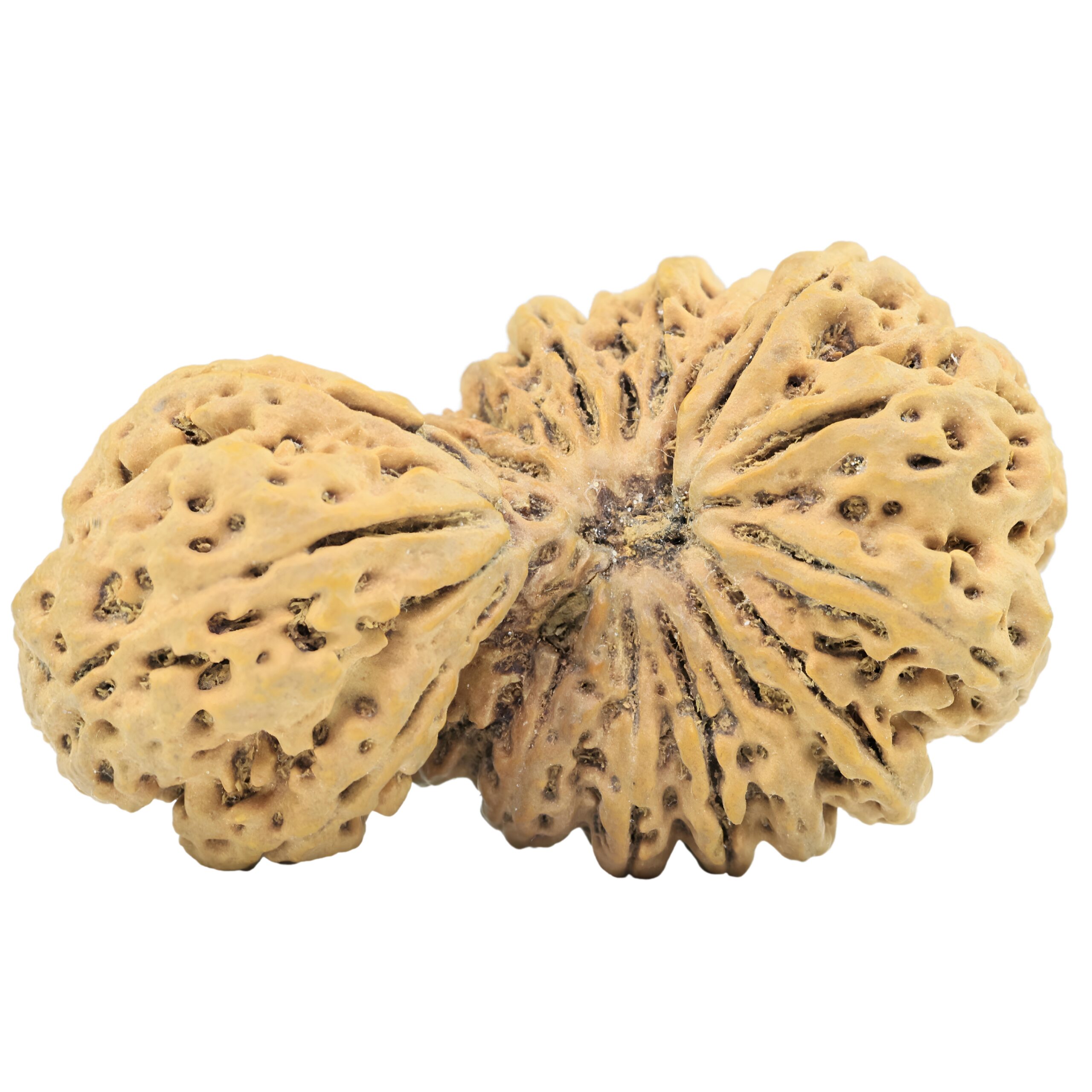 18 MK Gaurishankar 47.1mm 10gm - Rudraksha