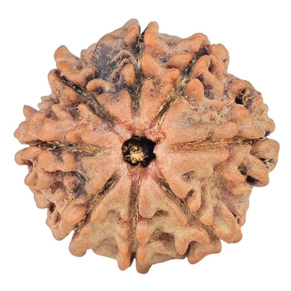 8 Mukhi Rudraksha 20.6mm 2.8gm - Rudraksha