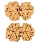 8 Mukhi G.S & Ganesh 29.6mm 4.34gm - Rudraksha