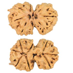 8 Mukhi G.S & Ganesh 29.6mm 4.34gm - Rudraksha