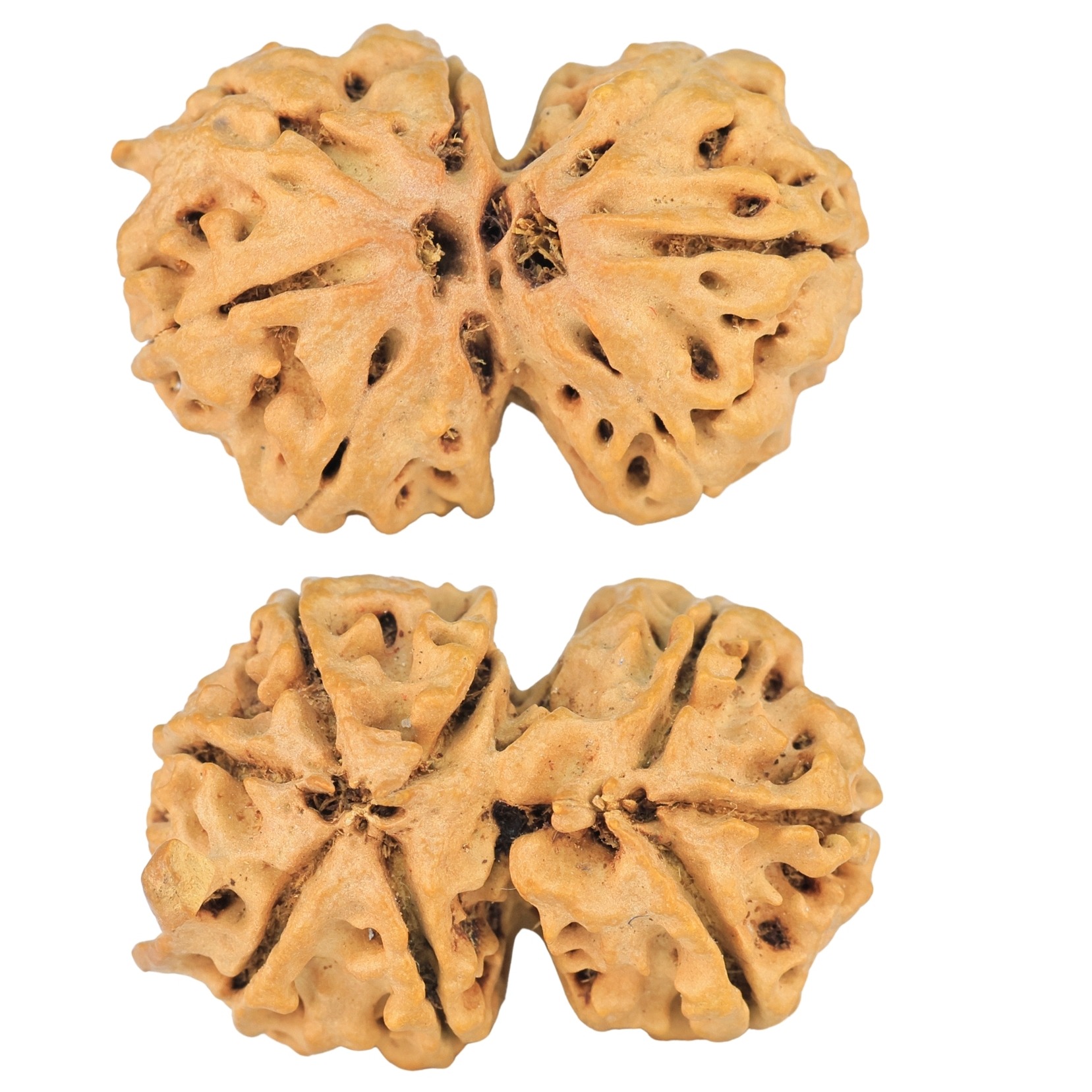 8 Mukhi G.S & Ganesh 29.6mm 4.34gm - Rudraksha