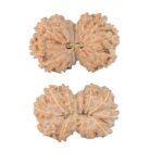 14 Mk Gaurishankar 23.8mm 2.26gm - Rudraksha