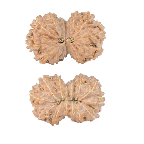 14 Mk Gaurishankar 23.8mm 2.26gm - Rudraksha