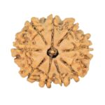 9 Mukhi Rudraksha 21mm 2.37gm - Rudraksha