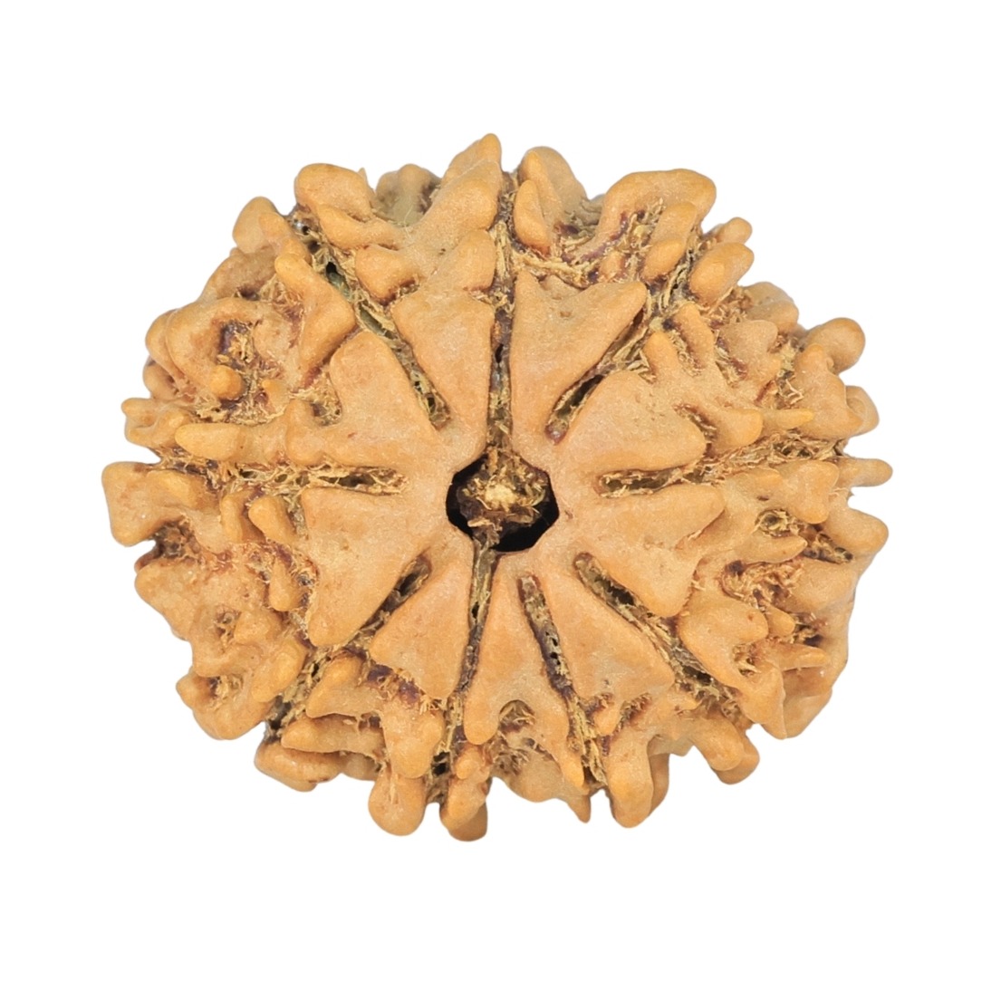 9 Mukhi Rudraksha 21mm 2.37gm - Rudraksha