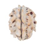 1 Mukhi Rudraksha 18.7mm 2gm - Rudraksha