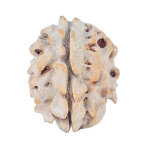 1 Mukhi Rudraksha 18.7mm 2gm - Rudraksha