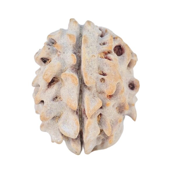 1 Mukhi Rudraksha 18.7mm 2gm - Rudraksha