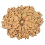 9 Mukhi Rudraksha 26.7mm 3.88gm - Rudraksha