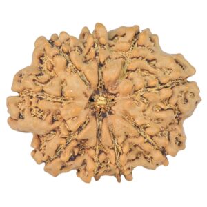9 Mukhi Rudraksha 26.7mm 3.88gm