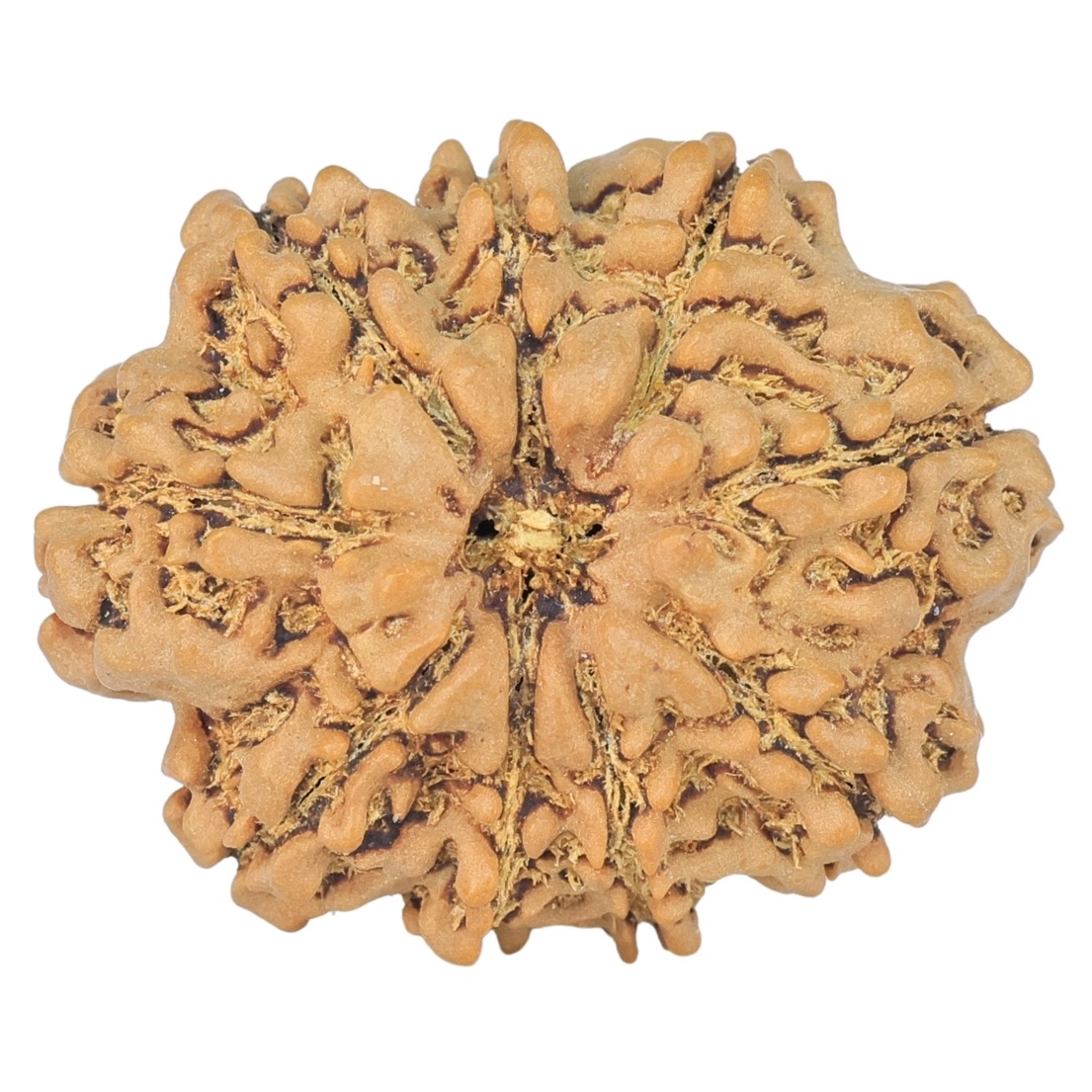9 Mukhi Rudraksha 26.7mm 3.88gm - Rudraksha