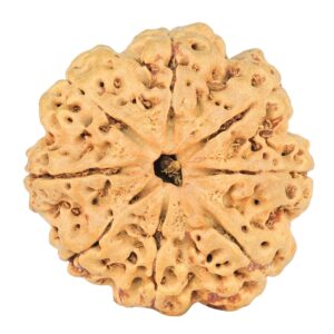 8 Mukhi Rudraksha 25.5mm 4.29gm