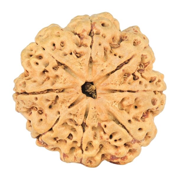 8 Mukhi Rudraksha 25.5mm 4.29gm - Rudraksha