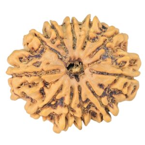 11 Mukhi Rudraksha 26.7mm 4gm - Rudraksha