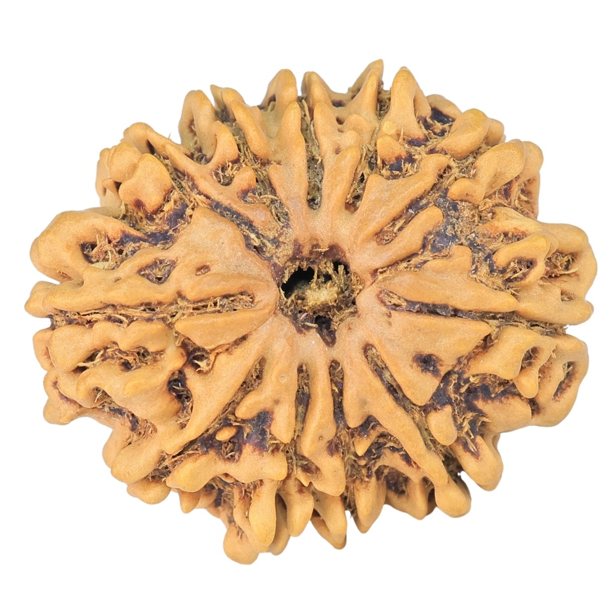 11 Mukhi Rudraksha 26.7mm 4gm - Rudraksha