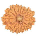 15 Mukhi Rudraksha 24.9mm 3.51gm - Rudraksha