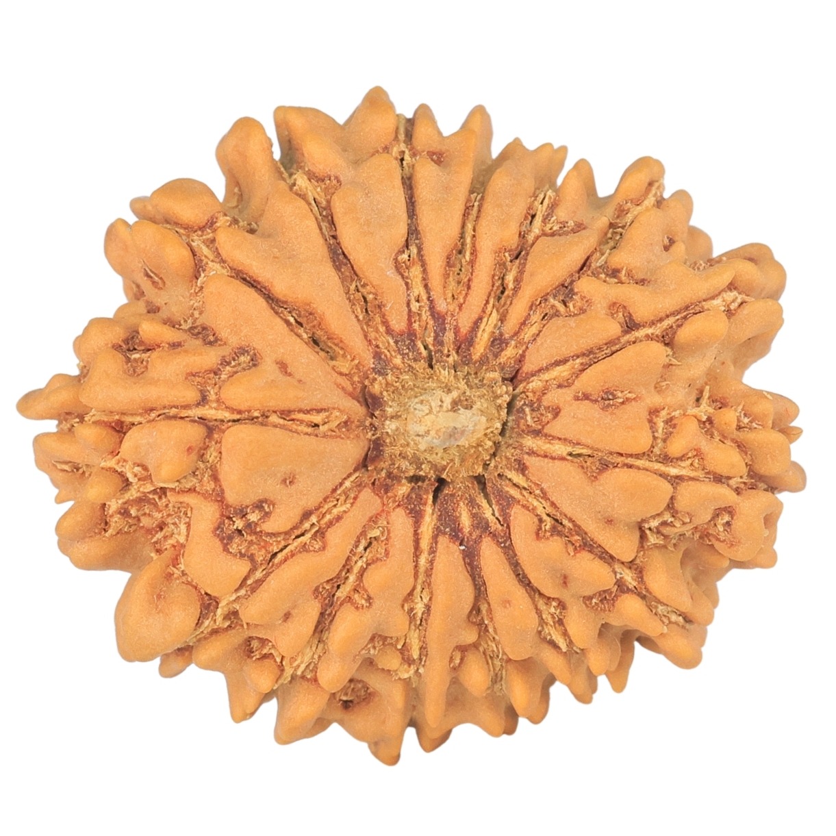 15 Mukhi Rudraksha 24.9mm 3.51gm - Rudraksha