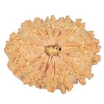 13 Mukhi Rudraksha 25.2mm 3.48gm - Rudraksha