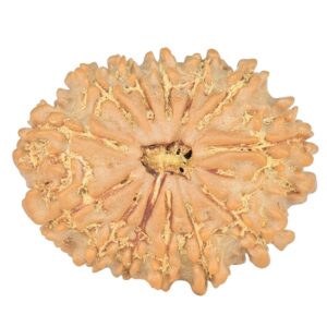 13 Mukhi Rudraksha 25.2mm 3.48gm
