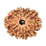 10 Mukhi Rudraksha 25.7mm 2.74gm - Rudraksha