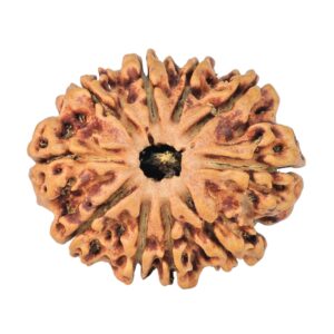 10 Mukhi Rudraksha 25.7mm 2.74gm - Rudraksha