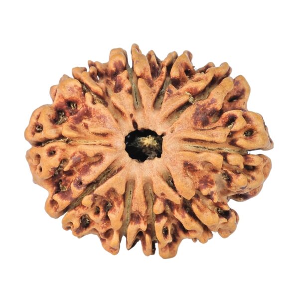 10 Mukhi Rudraksha 25.7mm 2.74gm - Rudraksha