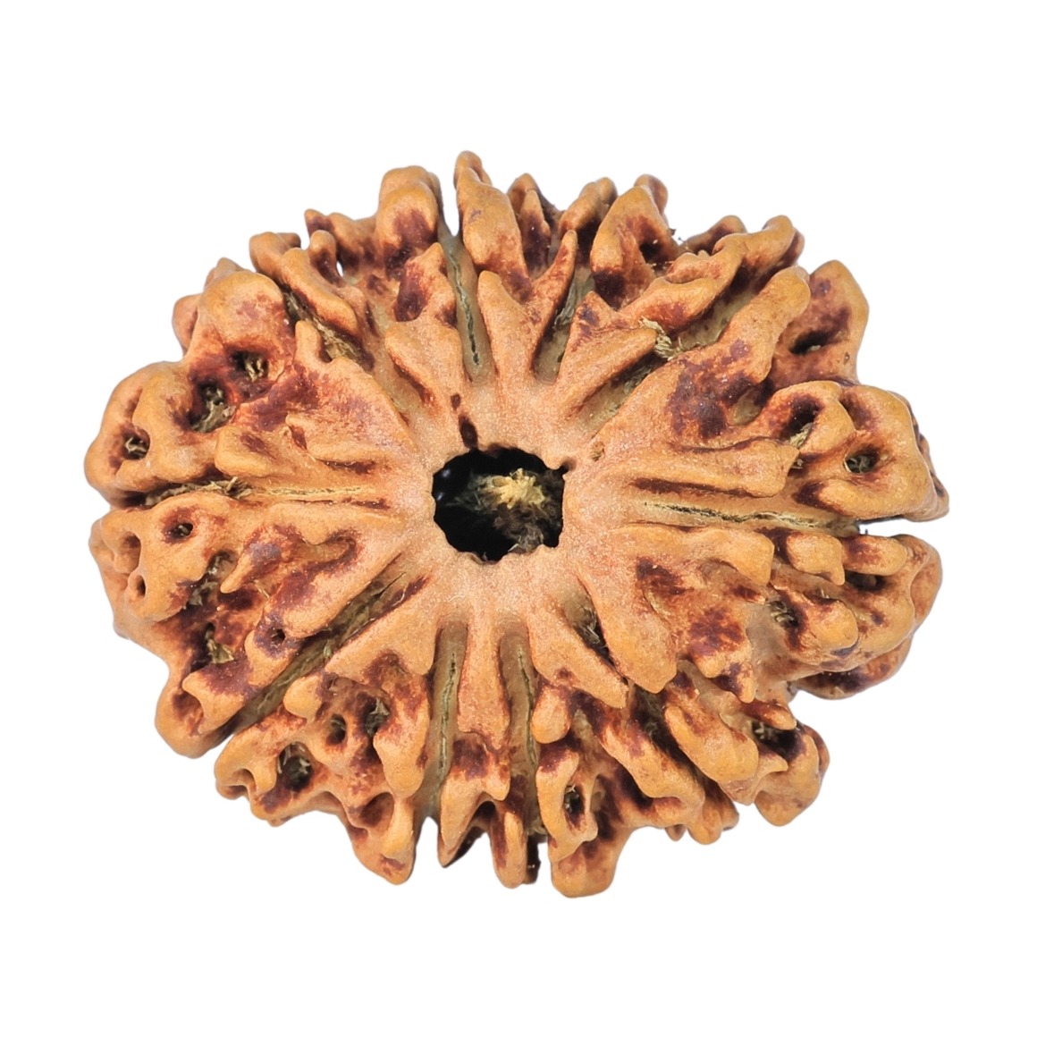 10 Mukhi Rudraksha 25.7mm 2.74gm - Rudraksha