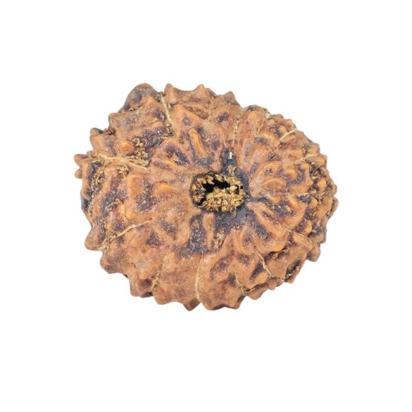 14 Mukhi Rudraksha 21.3mm 2.63gm - Rudraksha