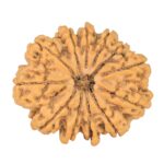 12 Mukhi Rudraksha 32.5mm 7.32gm - Rudraksha