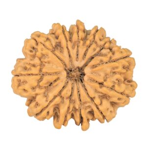 12 Mukhi Rudraksha 32.5mm 7.32gm