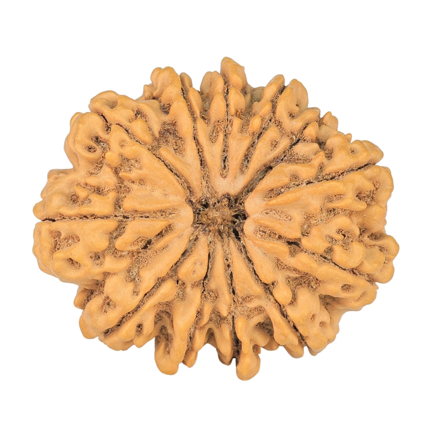 12 Mukhi Rudraksha 32.5mm 7.32gm - Rudraksha