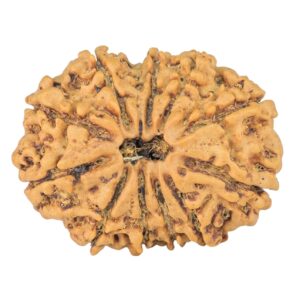 11 Mukhi Rudraksha 26.6mm 3.58gm