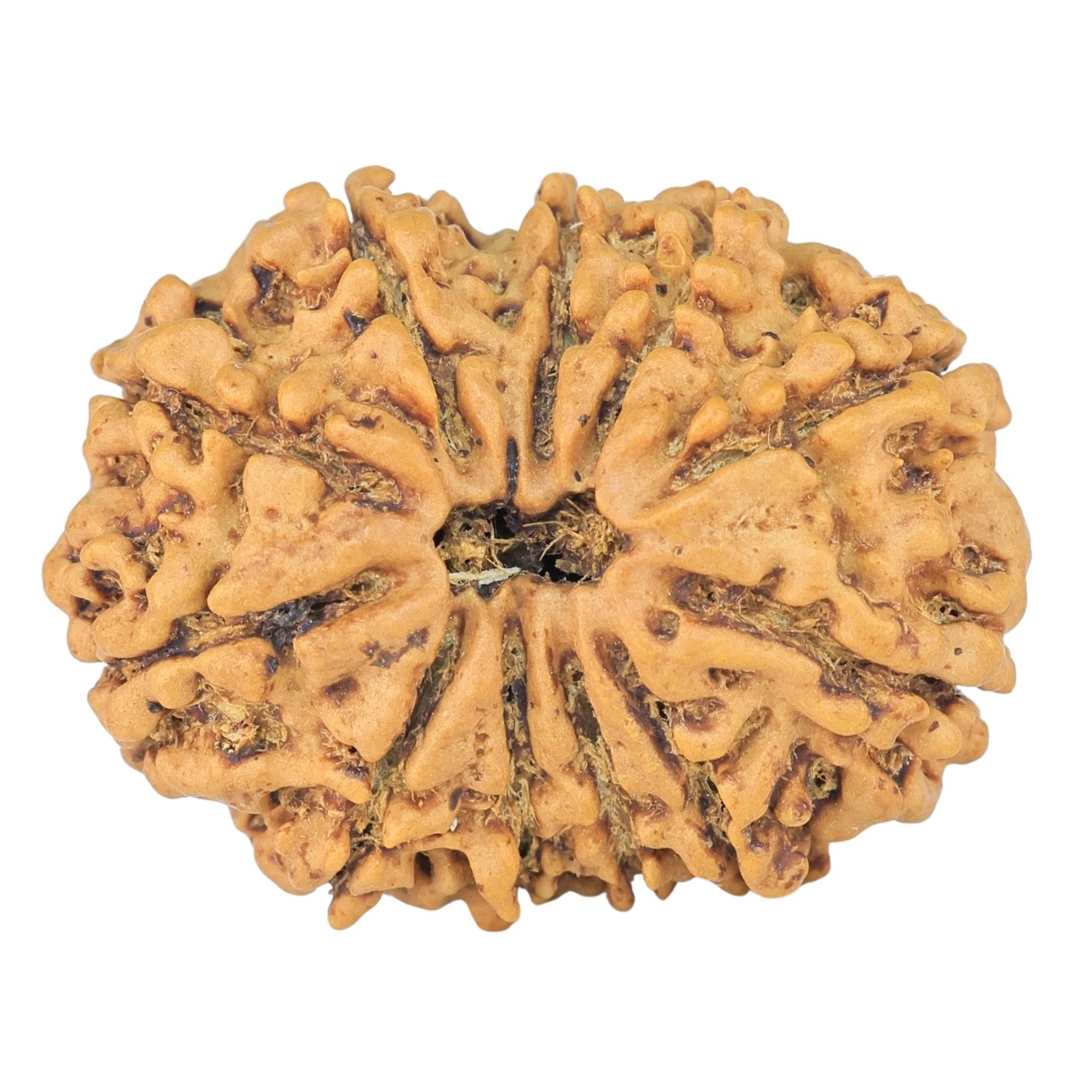 11 Mukhi Rudraksha 26.6mm 3.58gm - Rudraksha