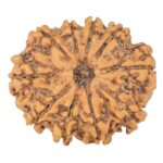 10 Mukhi Rudraksha 25.1mm 3.67gm - Rudraksha