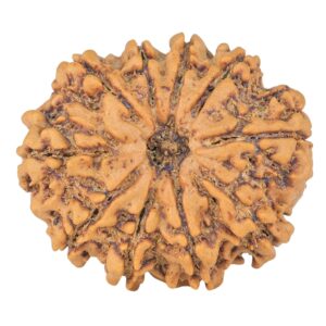10 Mukhi Rudraksha 25.1mm 3.67gm - Rudraksha