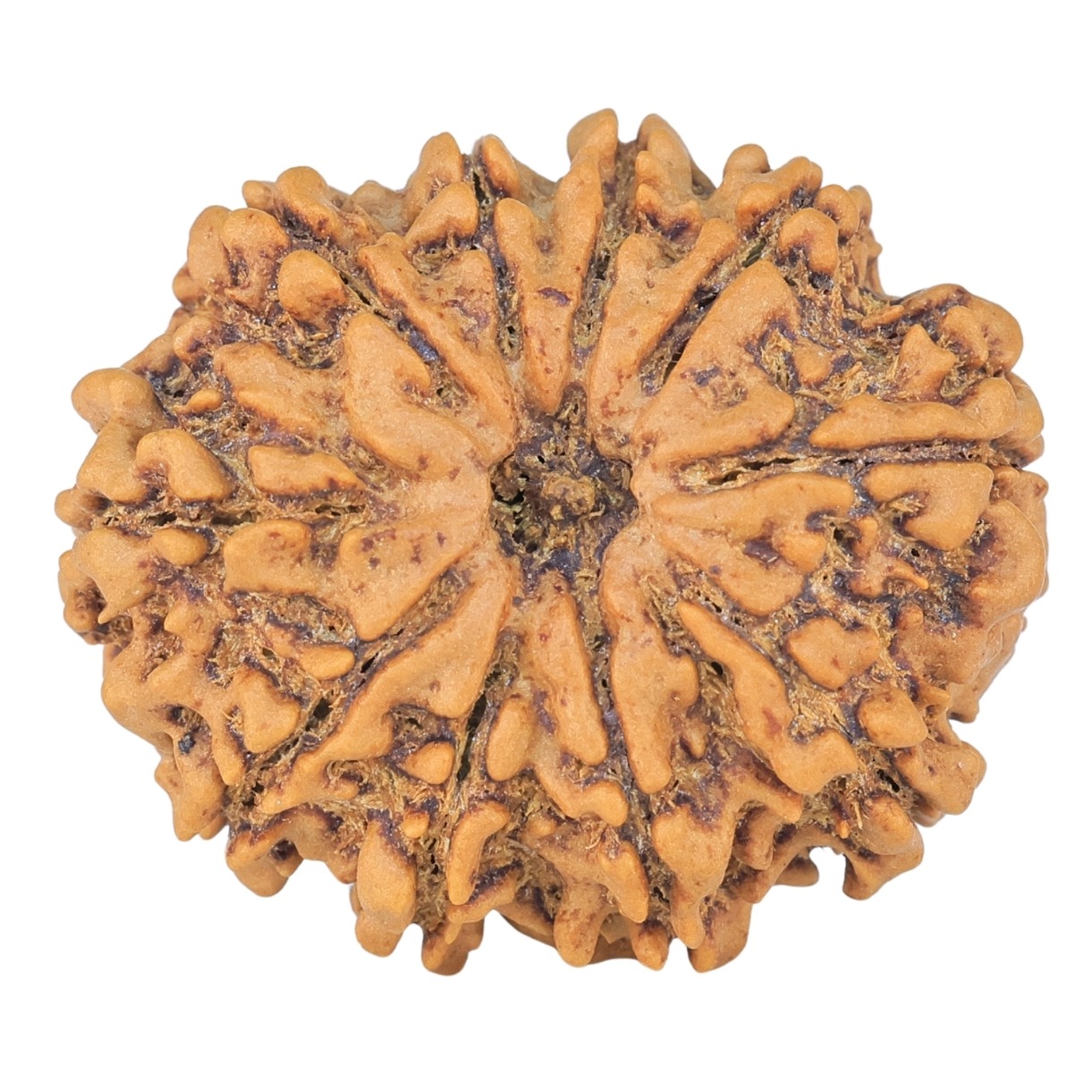 10 Mukhi Rudraksha 25.1mm 3.67gm - Rudraksha