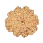 9 Mukhi Rudraksha 23.5mm 3.85gm - Rudraksha