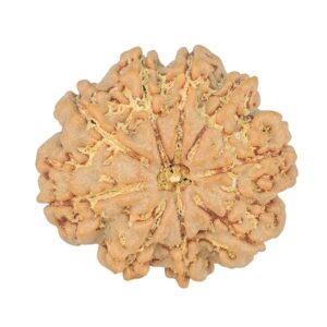 9 Mukhi Rudraksha 23.5mm 3.85gm