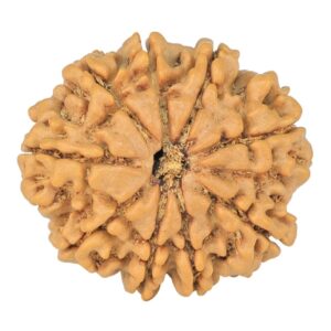 9 Mukhi Rudraksha 23.3mm 3.53gm