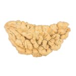1 Mukhi Rudraksha 40.2mm 6.19gm - Rudraksha