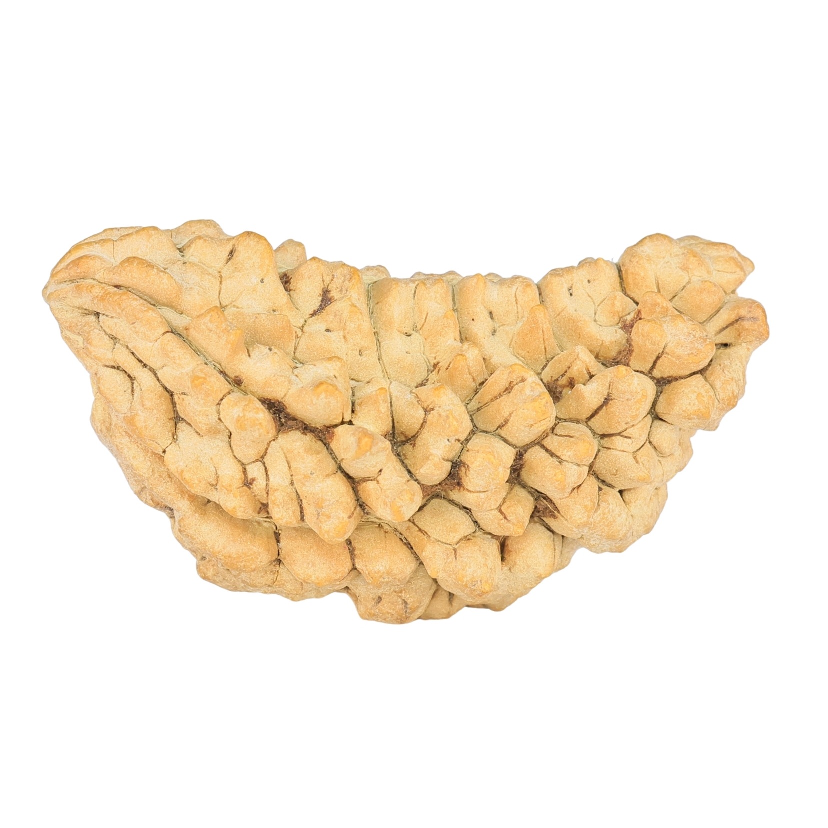 1 Mukhi Rudraksha 40.2mm 6.19gm - Rudraksha