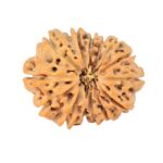 14 Mukhi Rudraksha 20.8mm 2.18gm - Rudraksha