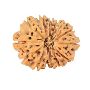 14 Mukhi Rudraksha 20.8mm 2.18gm - Rudraksha