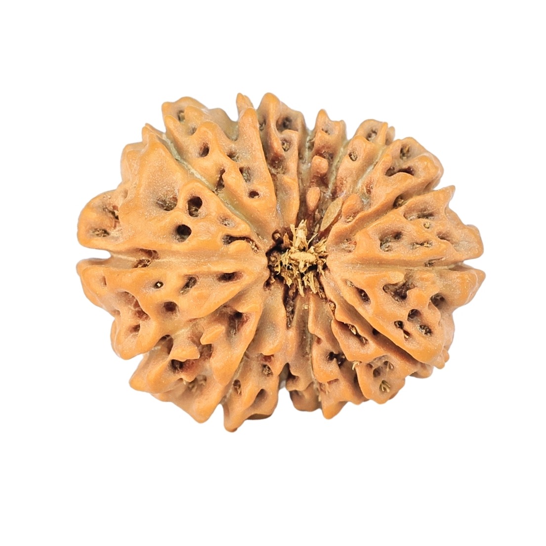 14 Mukhi Rudraksha 20.8mm 2.18gm - Rudraksha
