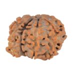 Sawar/Ganesh (7+1) 21.6mm 2.57gm - Rudraksha