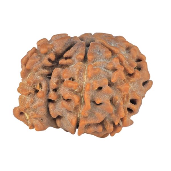 Sawar/Ganesh (7+1) 21.6mm 2.57gm - Rudraksha
