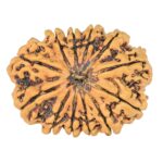 12 Mukhi Rudraksha 31mm 4.54gm - Rudraksha