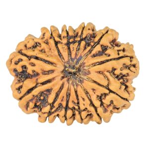 12 Mukhi Rudraksha 31mm 4.54gm